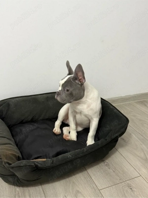 Buldog Francez - imagine 4