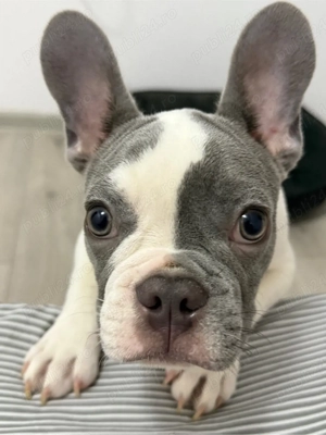 Buldog Francez - imagine 5