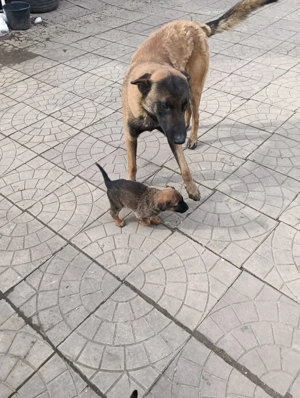 Puii Ciobanesc Belgian Malinois