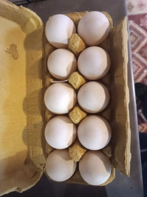 vind ouă de rață românească crescut bioo la curte! - imagine 3