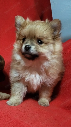  căței,pomeranian spitz