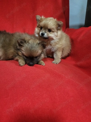  căței,pomeranian spitz - imagine 4