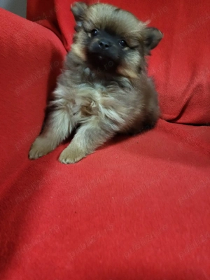  căței,pomeranian spitz - imagine 5