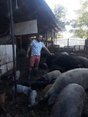 Vând  vier original Mangalita,  foarte bun de prasilă, greutate 140-150 kg. 
