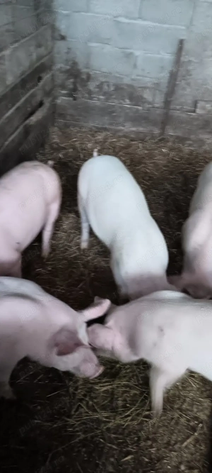 purcei  rasa - imagine 2