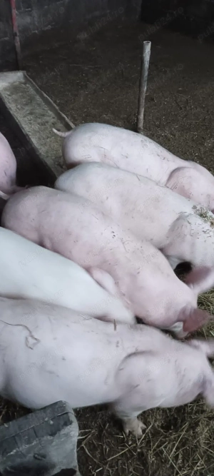 purcei  rasa - imagine 3