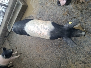 Porci bazna mangalita - imagine 2