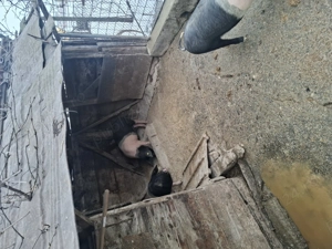 Porci bazna mangalita - imagine 4