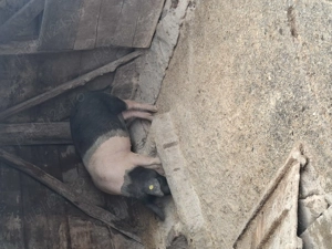 Porci bazna mangalita - imagine 5