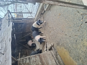 Porci bazna mangalita