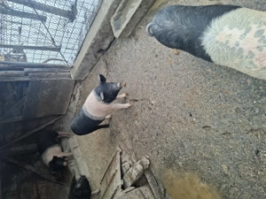 Porci bazna mangalita - imagine 3