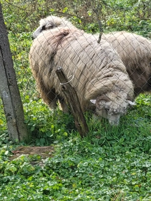 Vand 2 miele si o mioara - imagine 3