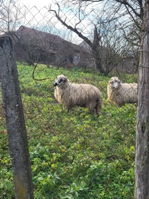 Vand 2 miele si o mioara - imagine 2