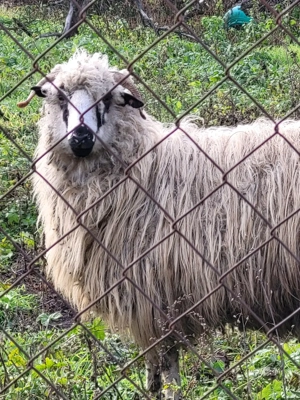 Vand 2 miele si o mioara - imagine 4