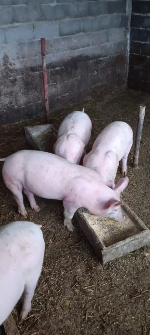 purcei  rasa - imagine 5