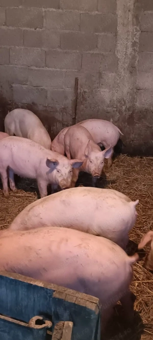 purcei de rasă  - imagine 2