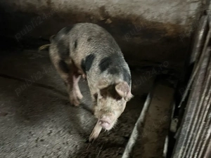 de vanzare scroafa cu purcei