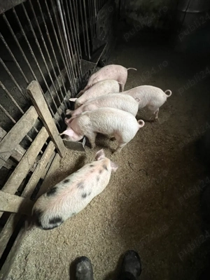 de vanzare scroafa cu purcei - imagine 3