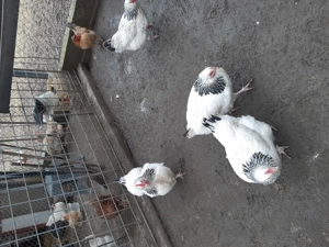 Vând găini susex - imagine 4