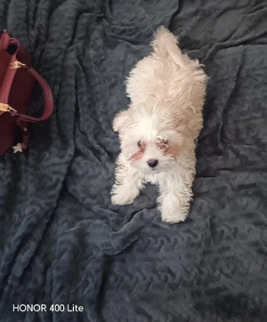 Bichon maltese 
