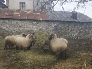 Oi cu miel  - imagine 3