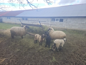 Oi cu miel  - imagine 5