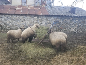 Oi cu miel  - imagine 4