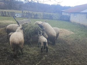 Oi cu miel  - imagine 2