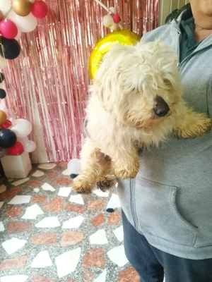 bichon mascul  - imagine 5