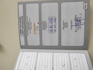 Vând pui Labrador Retriever ! - imagine 5