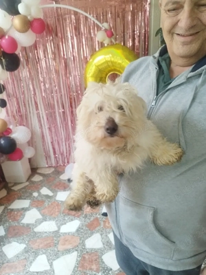 bichon mascul  - imagine 2