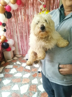 bichon mascul  - imagine 4