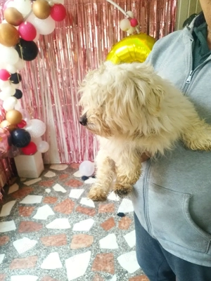 bichon mascul  - imagine 3