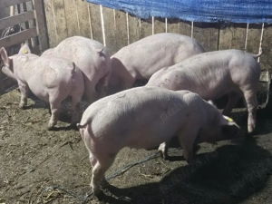 vând 5 soldani rasa de calitate de carne 40-45 kg mascul castrați 