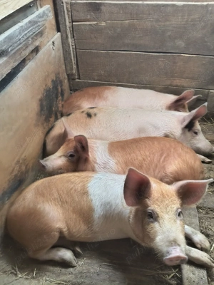 de vânzare tot - imagine 3