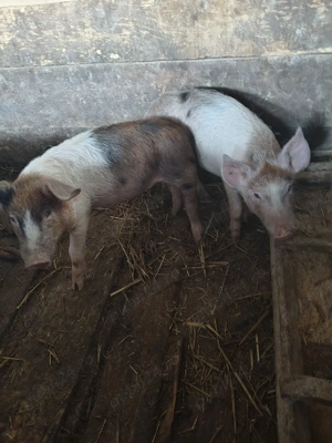 de vânzare tot - imagine 5