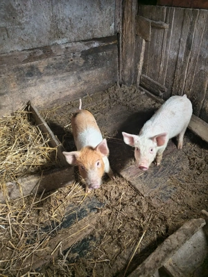 de vânzare tot - imagine 4