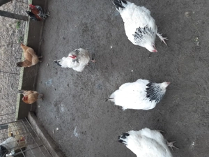 Vând găini susex - imagine 3