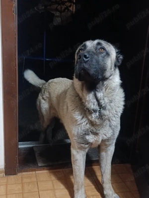 Mascul Kangal 
