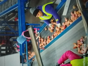 Angajam personal a ambalat salata - imagine 2