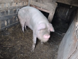 Scroafa de vânzare! Sat Rași! - imagine 2