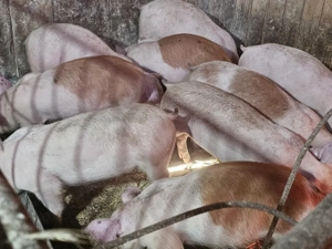 vând 12 soldani rasa de calitate de carne 30-35 kg mascul castrați  - imagine 4