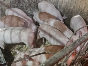 vând 12 soldani rasa de calitate de carne 30-35 kg mascul castrați  - imagine 2