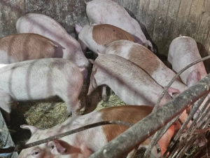 vând 12 soldani rasa de calitate de carne 30-35 kg mascul castrați  - imagine 5