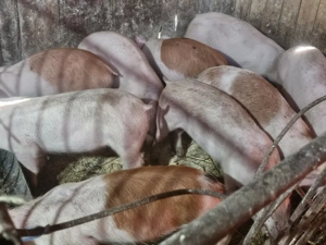 vând 12 soldani rasa de calitate de carne 30-35 kg mascul castrați 