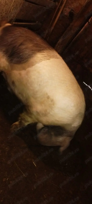 de vânzare  - imagine 3