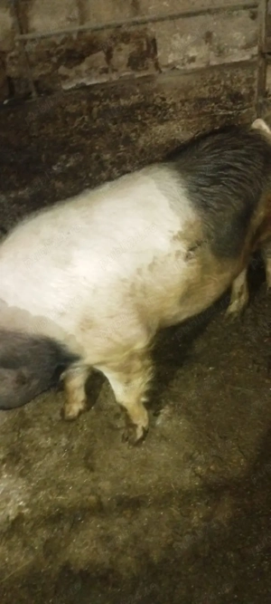 de vânzare  - imagine 2