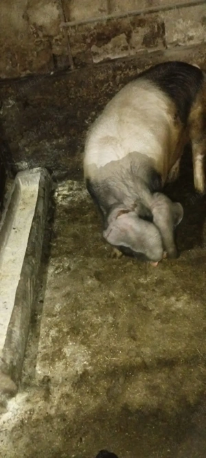 de vânzare  - imagine 4