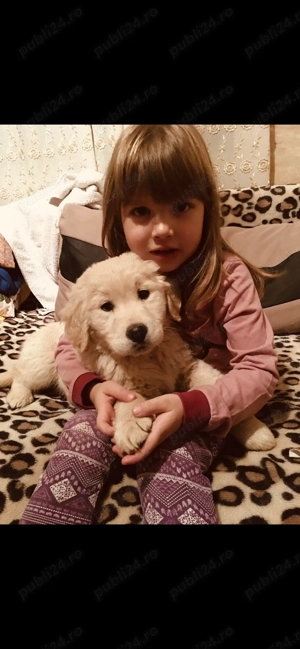 Puiuți Golden Retriver - imagine 3