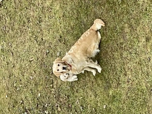 Puiuți Golden Retriver - imagine 4